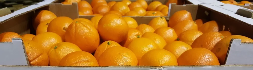 The Radiant Allure of Oranges: A Citrus Treasure