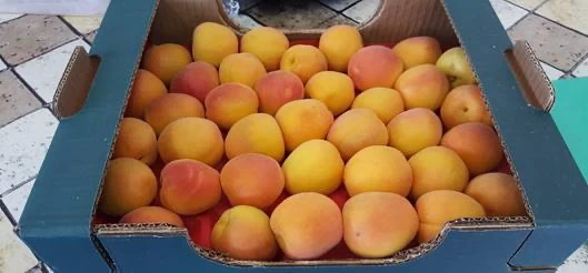 Italian Apricots